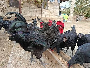 sabuncu toyuq bazari: Toyuq, Australorp, Yumurtalıq — 10