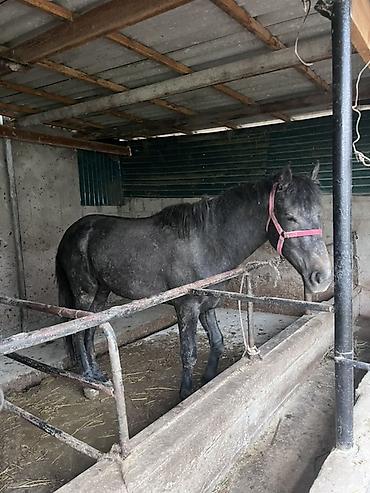 Лошади, кони: Продаю | Конь (самец) | Рабочий — 5