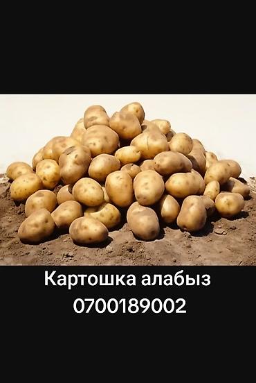 чанач фото: Картошка — 1