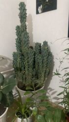 набор эмалированной посуды: Цереус перуанский 
7 лет 
высота 1.5