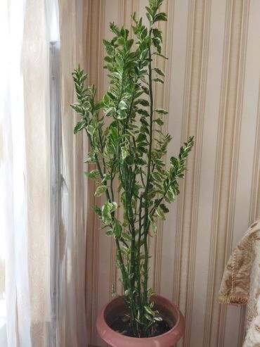dəmir tikanı bitkisi: Dekorativ bitki
