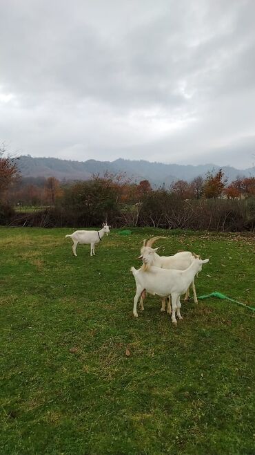 Keçi, çəpiş: Sanen safqan Südlük-törədici keçilər - Cins: ağ rəngli yerli/saanen — 12