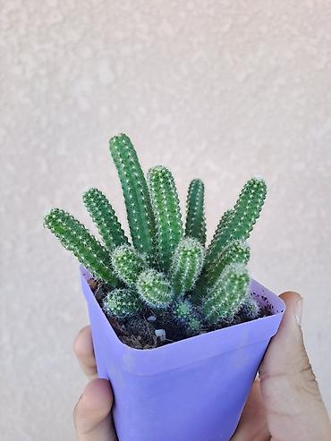dekorativ ağac topiariya: Məmulat: Mini kaktus (Echinopsis chamaecereus – “Yer fıstığı”/“xiyar” — 5