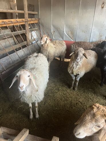 продаю петухов: Сатам | Козу, Кочкор (эркек) | Көбөйтүү үчүн | Токту