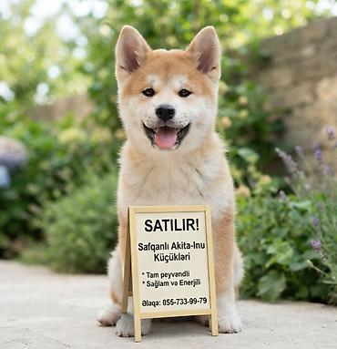 qurd basar iti: Akita-inu, Peyvəndli — 1