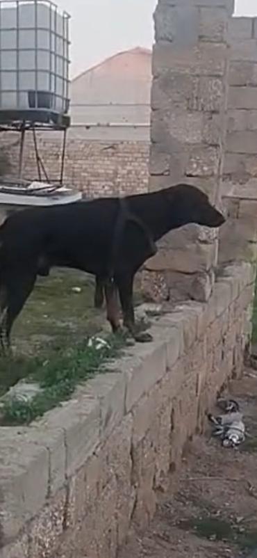 Doberman, 1 il, Erkək