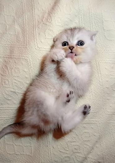 Pişiklər: Şotland yastı qulaq — 3