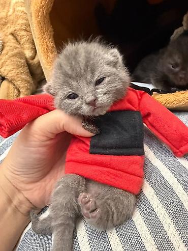 неделю: 🐾 Шотландские котята ищут любящих хозяев! 🐾 Малышам сейчас всего 2 — 4