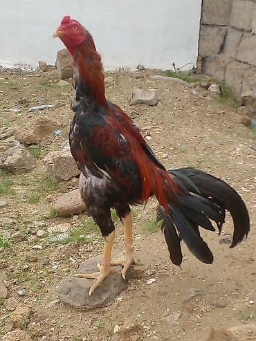 bakida at bazari: Xoruz, Brazil, il: 1, Ünvandan götürmə — 9