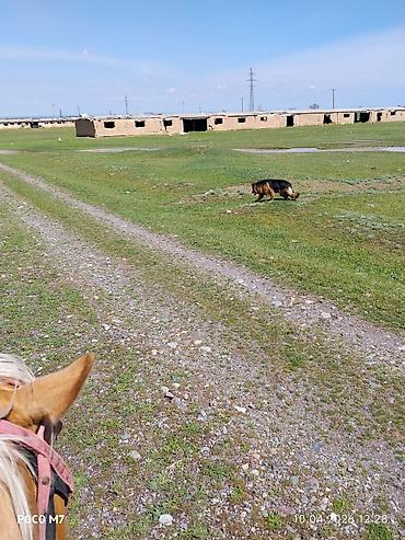 Продажа собак: Немецкая овчарка, 9 месяцев, Самка, С прививкой at lalafo.kg — 11 Продажа собак: Немецкая овчарка, 9 месяцев, Самка, С прививкой — 11