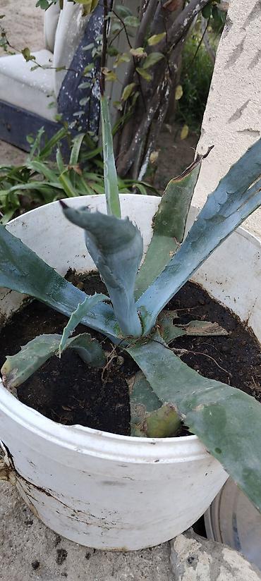 kalanxoye bitkisi: Agave (sukkulent) – dibçəkdə - Növ: Agave americana tipli sukkulent - — 1