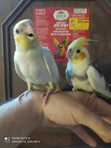 Tutuquşları: Salam. valnisti ve cex cexden donme cex vistivkanin qarisigi adi ile — 3