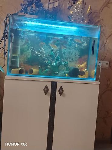 Akvariumlar: Akvaryum komplekti – şkaflı - Şüşə akvaryum: düzbucaqlı, təxminən — 3