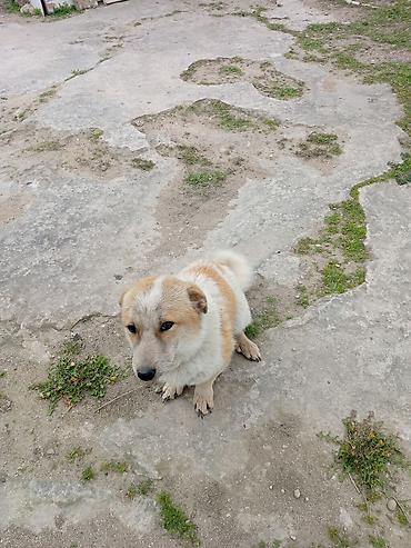 koker spaniel satilir: 9 ay, Erkək, Peyvəndli, Ödənişli çatdırılma — 2