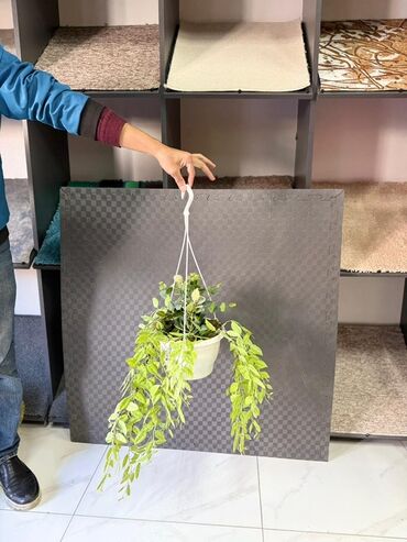 Otaq bitkiləri: Asma saksıda dekorativ yaşıl bitki - Ağ rəngli asma plastik saksı -da lalafo.az — 29 Otaq bitkiləri: Asma saksıda dekorativ yaşıl bitki - Ağ rəngli asma plastik saksı — 29