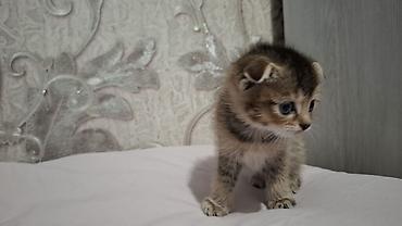 Pişiklər: Britain Şotland Bala Pişikler Satılır! 5 denedir 1ay 10gunluy — 9