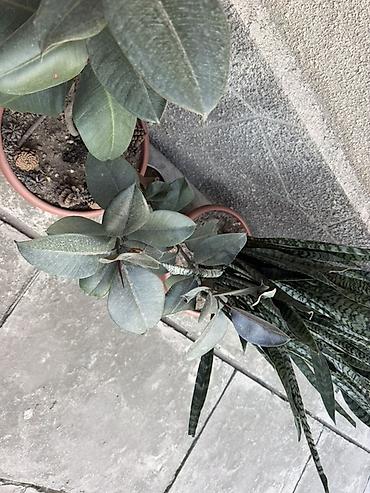 Комнатные растения: Сансевиерия (Sansevieria trifasciata, «щучий хвост», «тещин язык») в — 3