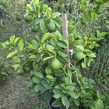 limon ağacı: Meyvəli sitrus ağacı – qabda yetişdirilən limon/bergamot tipli sort - — 3