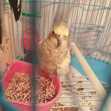 hind quwu: Qizgin erkek el quşudu ele öyrenib, CİCİQuş deyir çox gozel sesler — 5