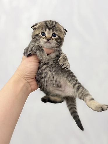 Продажа кошек: ❗️❗️❗️❗️Шотландские котята с вислоухими ушками (Scottish Fold) и с — 10