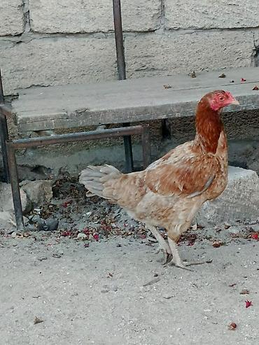 yumurtlayan toyuqlar satilir: Toyuq, Yumurtalıq — 3