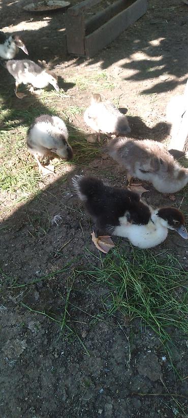 pekin ordəkləri: Amerkan vəKrasnadar sortudur 1 ayligdirlar. - Növ: Muscovy/hind — 1