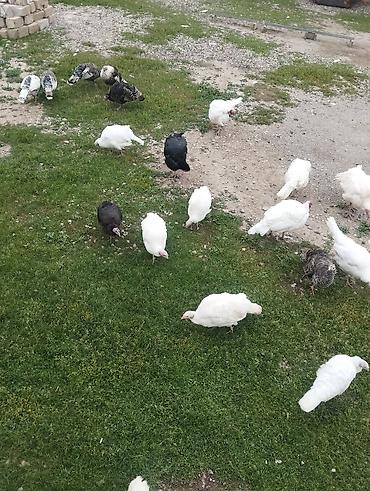 mavi yumurta: Mayali yumurtalardi 4 gunun yumurtalaridi sortdular.sekilleri var — 2