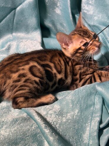 Продажа кошек: Бенгальская, 2 месяца, Девочка, Шоколадный, Приучена к лотку, Проглистована, С документами — 27