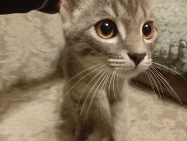 бенгальские кошки цена бишкек: Котёнок мальчик, с короткой шерстью и ярко‑янтарными глазами. Окрас