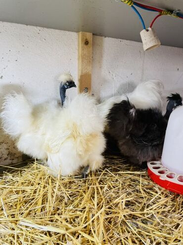 Toyuqlar: Toyuq, Damazlıq, Ünvandan götürmə — 6