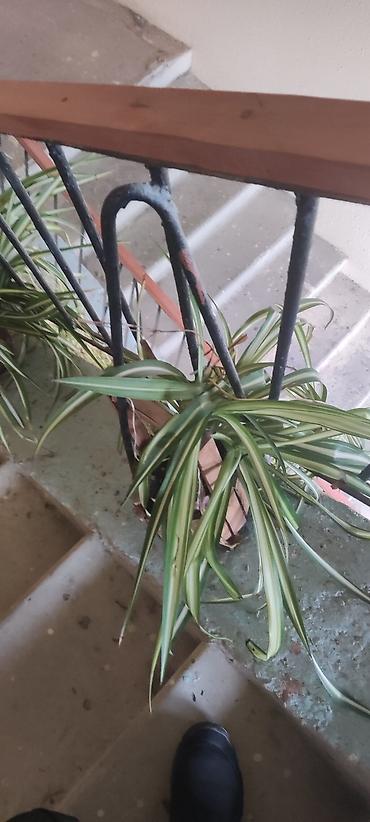 pelarqoniya bitkisi: Otaq bitkisi – Xlorofitum (Spider Plant) - Növ: Xlorofitum comosum — 3