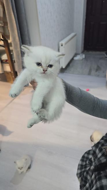 Pişiklər: Britan, Erkək, Dişi, Yaxşı əllərə, Ünvandan götürmə, Ödənişli çatdırılma — 2