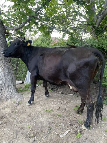 Коровы, быки: Продаю | Корова (самка) | Для разведения, Для молока | Племенные