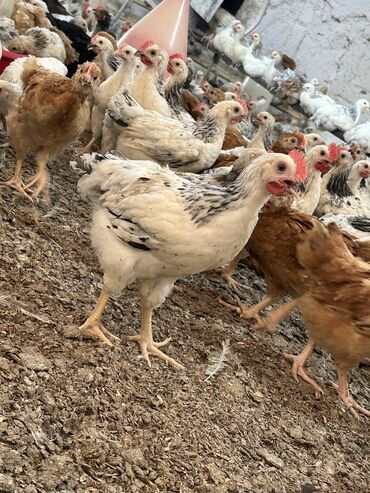 Digər quşlar: Colpalar tam saxlam saxlamlxn cavabdehem topt perekend sats lalafo.az -da Digər quşlar: Colpalar tam saxlam saxlamlxn cavabdehem topt perekend sats