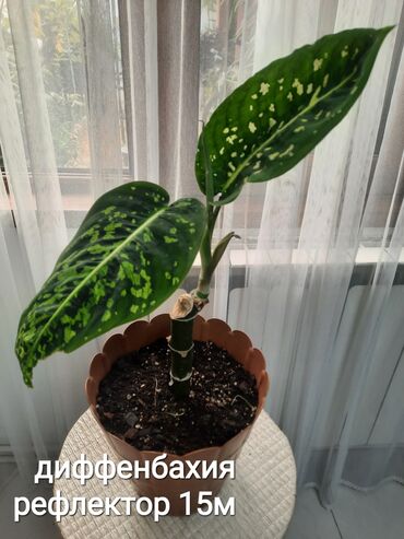 Otaq bitkiləri: Otaq bitkiləri kolleksiyası 1) Papоротnik – 20 m - Sərfəli otaq — 7