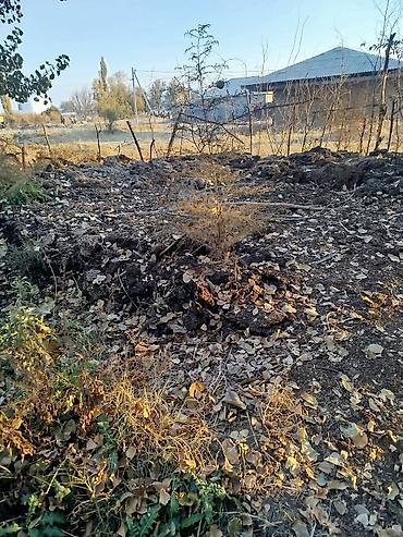 посев газона бишкек: В тоннах, Самовывоз, Зил — 2
