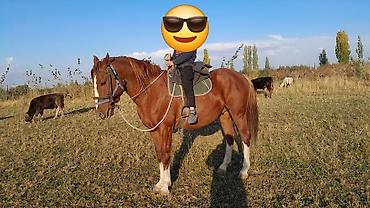 питомники собак в бишкеке: Продаю | Жеребец | Рабочий — 1