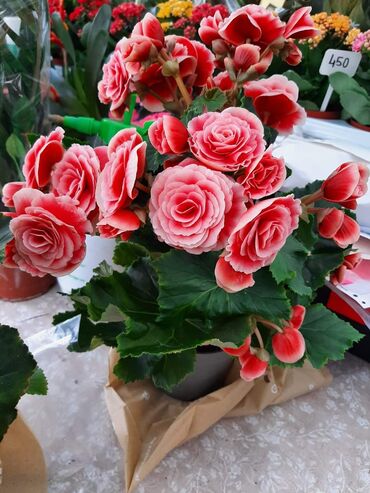 Sobne begonije vis 40 cm