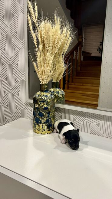 İtlər: Cek rassel teryer, Dişi, Ünvandan götürmə — 10