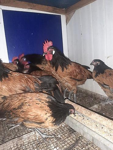 toyuq cücə satışı: Temiz qan Forvek cinsili hryvanlar satiwa cixardilib.Alman — 2