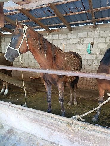 Лошади, кони: Продаю | Жеребец | Рабочий — 2