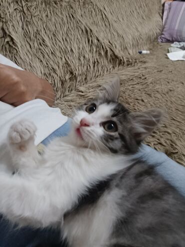 корм для кошек и котят: Кошка даром: Беспородная, 2 месяца, Девочка, Приучена к лотку, Проглистована