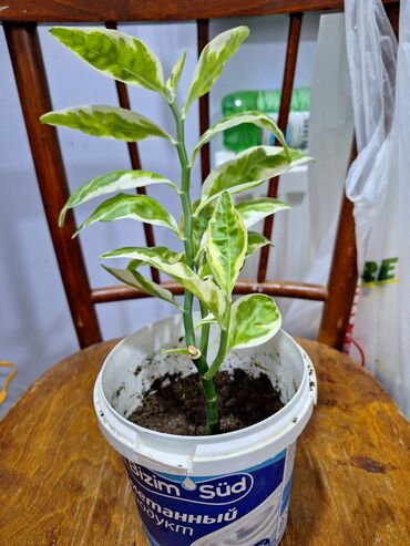 otaq bitkiləri: Dekarativ ev gulu satilir. tez boyuyen guldu.gunesi sevir. cox boyuk