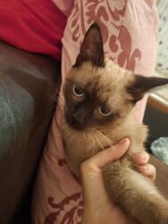 британские котята черные: Siam, Erkək, Yaxşı əllərə, Ödənişli çatdırılma