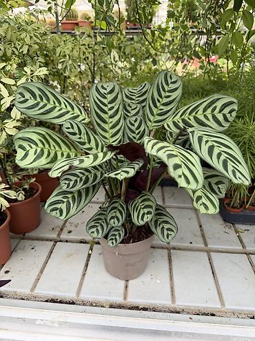 püstə ağacı satılır: Dekorativ bitkilər fərqli qiymətlərlə satışda. Aglaonema 35aZn — 5