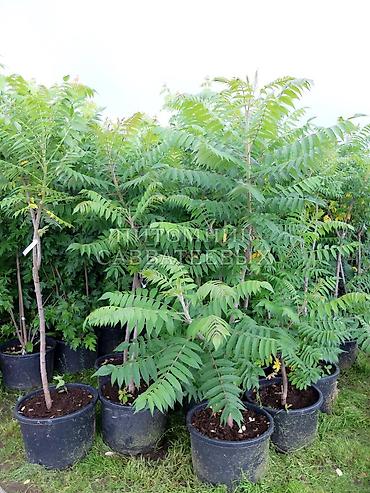 Other garden flower saplings & seedlings: Пионы клубнями. Пионы травянистые. Пионы древовидные. Пионы — 28