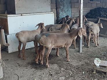 Баран, овца: Продаю | Ягненок — 2