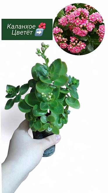 Хлорофитумы: Распродажа 🔥 Продаю комнатные растения 🪴. Пассифлора кализия розовая — 1