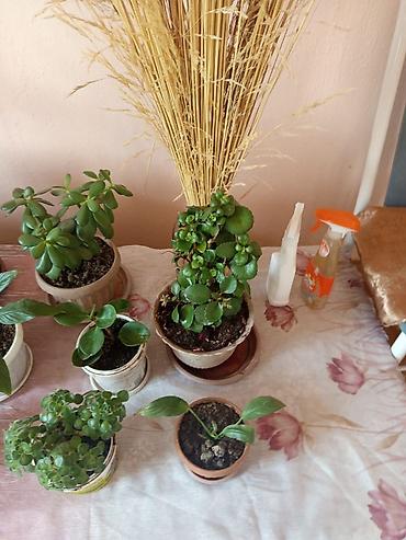 Другие комнатные растения: Продаю комнатные цветы — 4