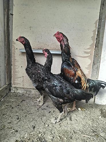 Kənd təsərrüfatı quşları: Xoruz, Heyratı, il: 2, Ödənişli çatdırılma — 10